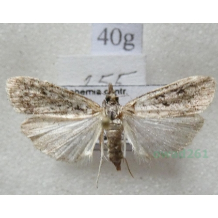 Scoparia basistrigalis Knaggs, 1866 Zamiotka bazikreska Czech40g